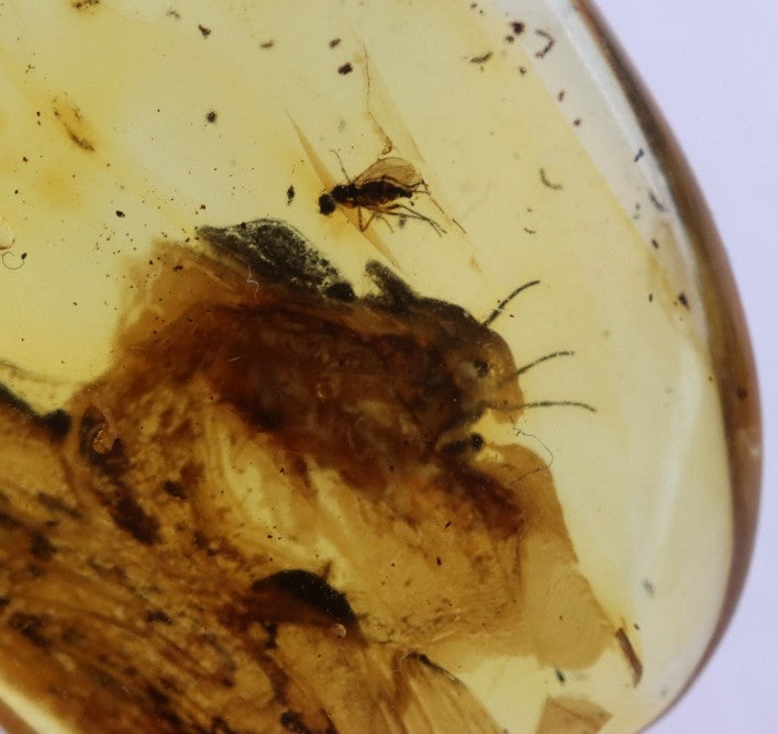 Ancient Baltic Amber Fossil – 2 X 40M-Year Insect Inclusion