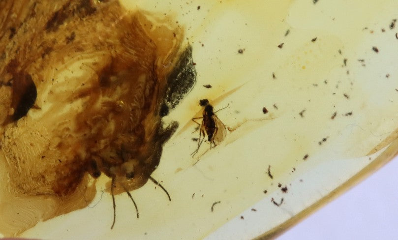 Ancient Baltic Amber Fossil – 2 X 40M-Year Insect Inclusion
