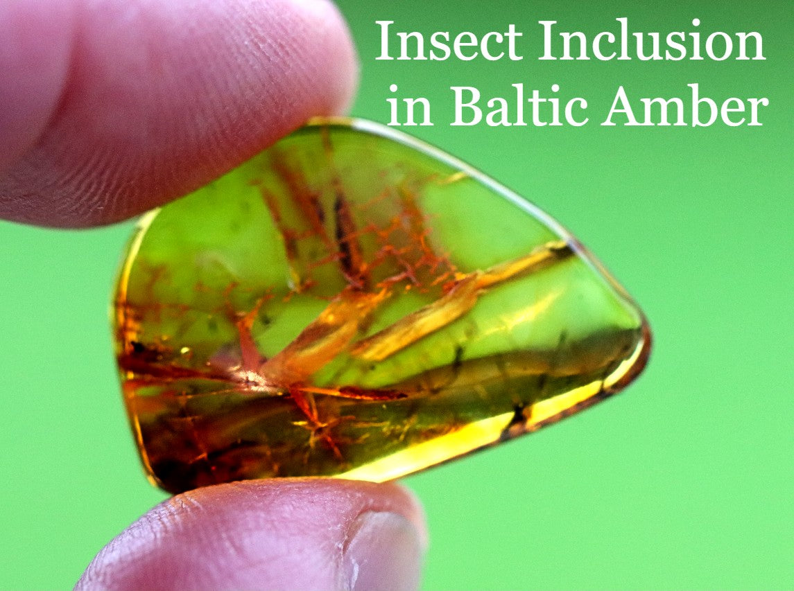 Unusual Insect Inclusion in Baltic Amber Small Piece