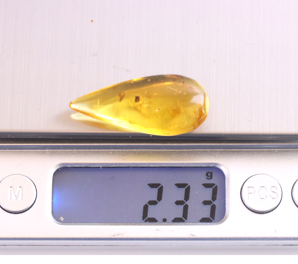 Tiny Insect in Amber | Natural Gemstone for Collectors & Jewellery Making