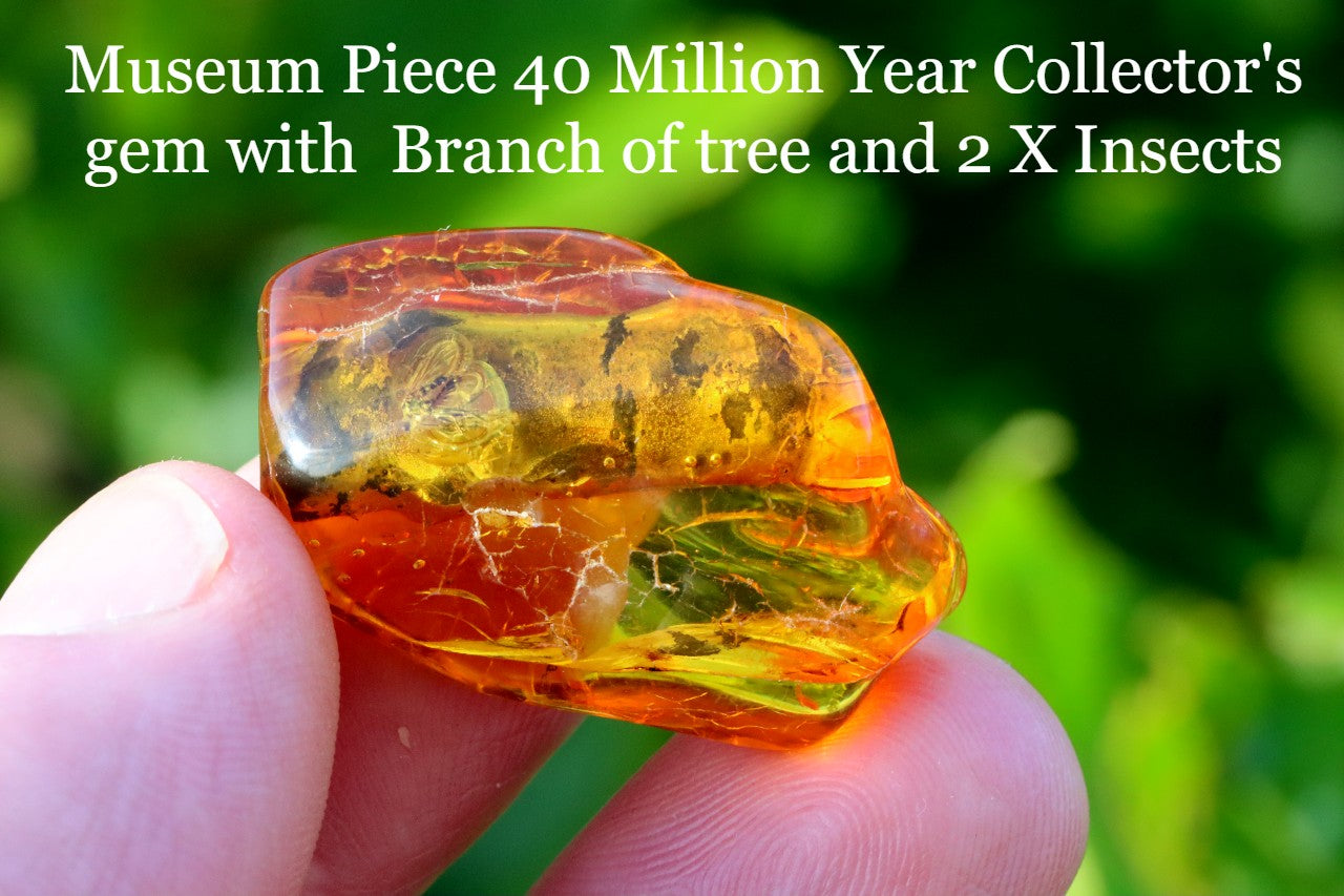 40 Million Year Collector's gem with  Branch of tree and 2 X  Insects