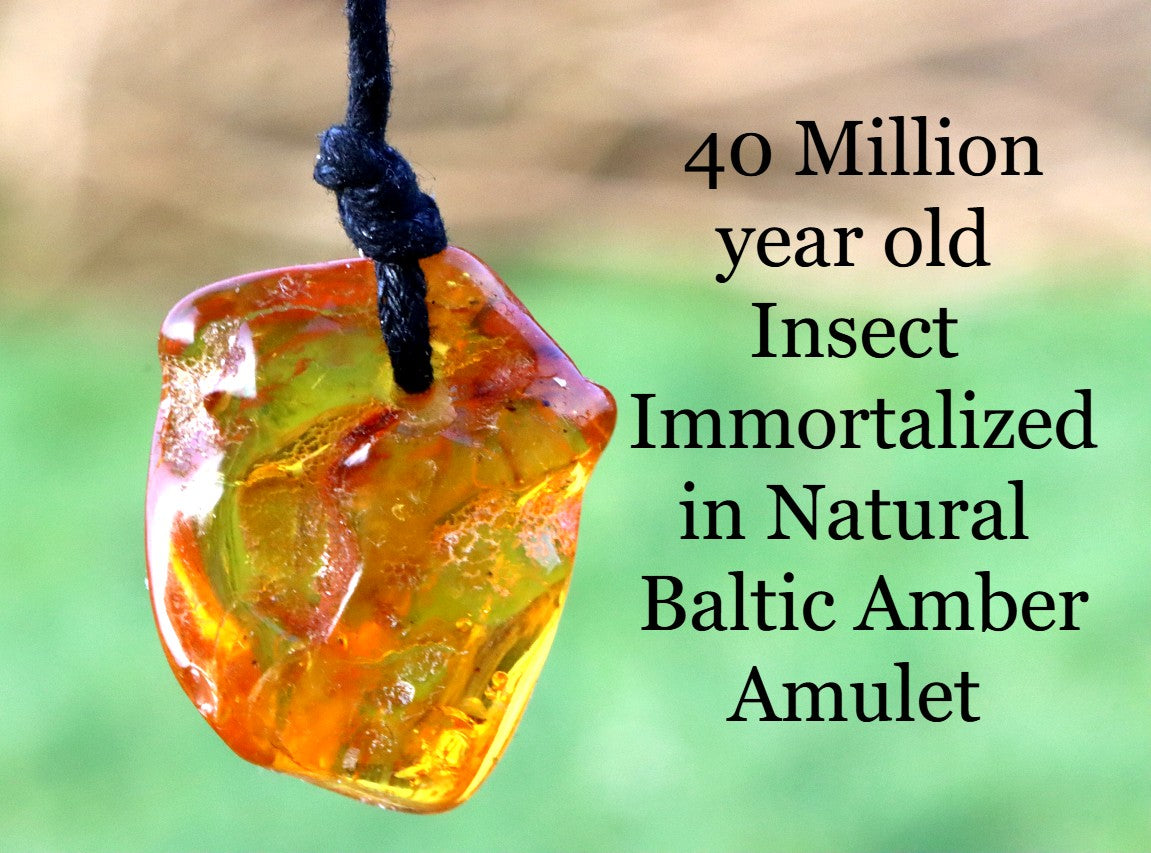 40 Million year old Insect Immortalized in Amber Amulet