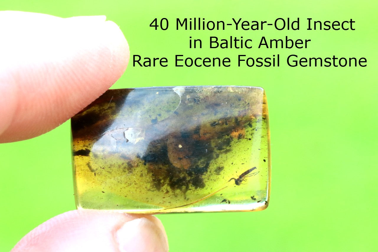 Insect in Baltic Amber – Rare Eocene Fossil Gemstone