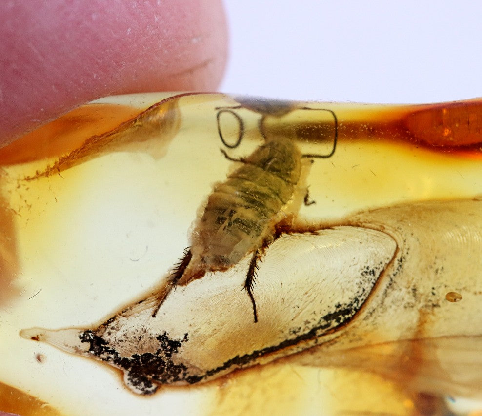 Insect Inclusion Trapped in Baltic Amber Possibly a Aphid or spring tail