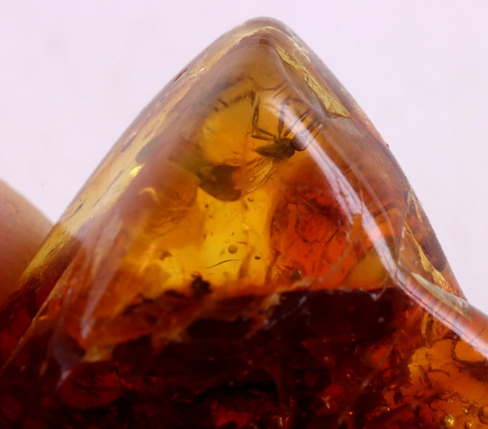 Amber gem with Insect