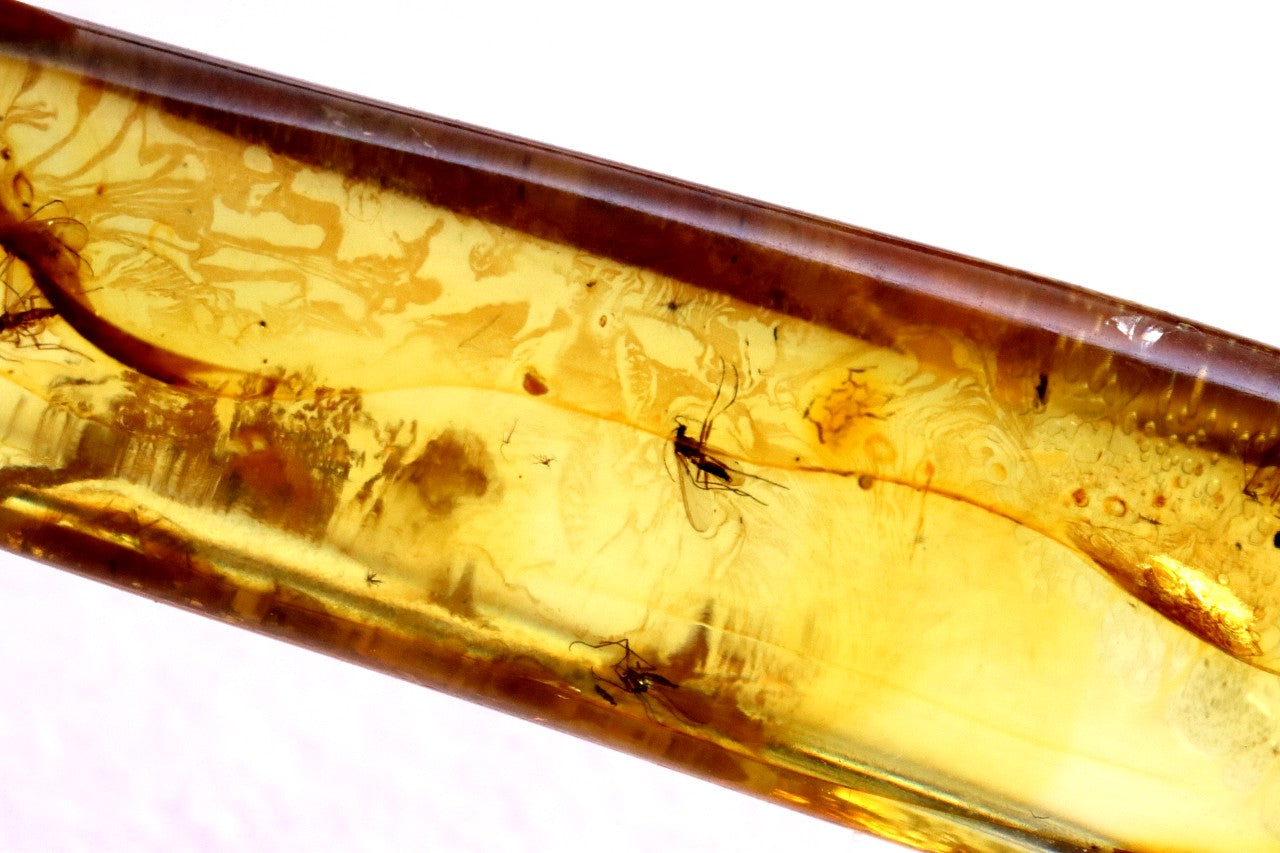 Rare Baltic Amber with 6 Insect Inclusions