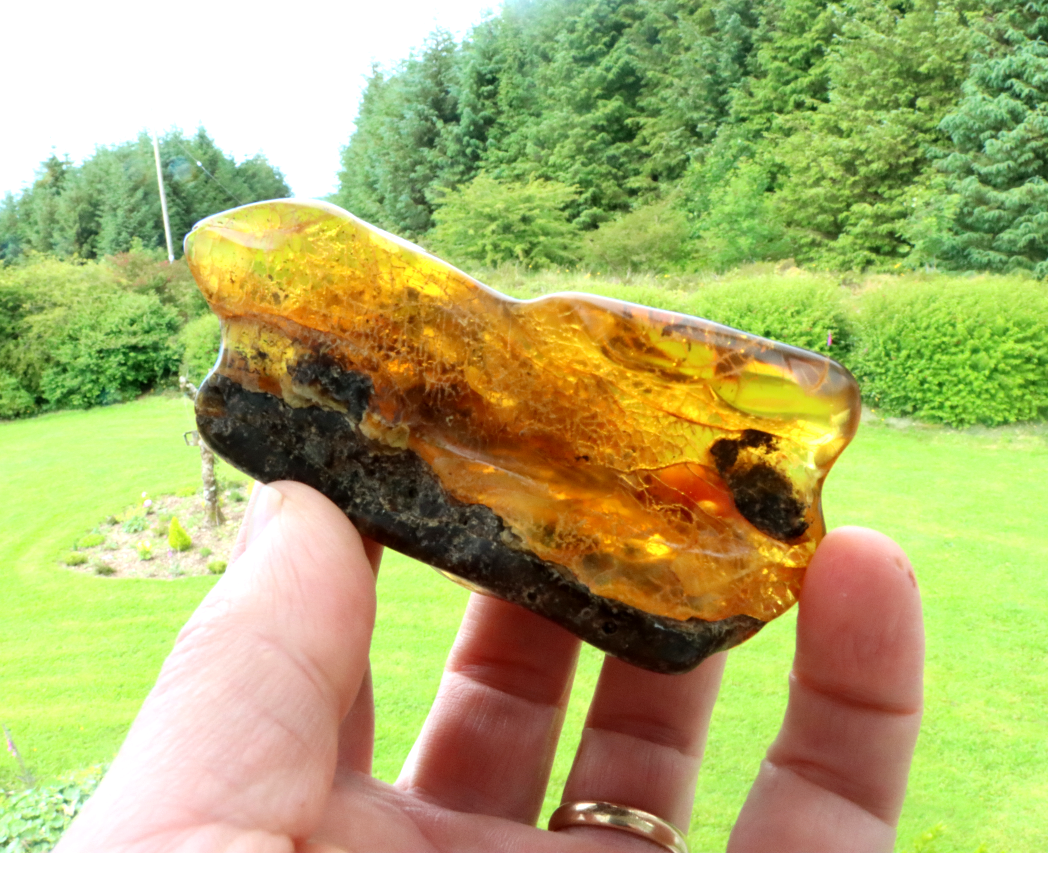 40 Million-Year-Old Baltic Amber Gemstone