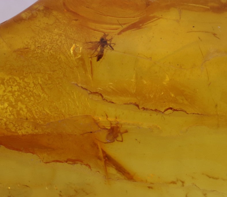 Baltic Amber Amulet with 2 X 40-Million-Year-Old Insect Inclusions