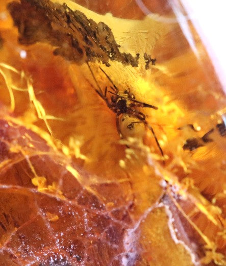 40 Million Year Old Insect in Baltic Amber Amulet