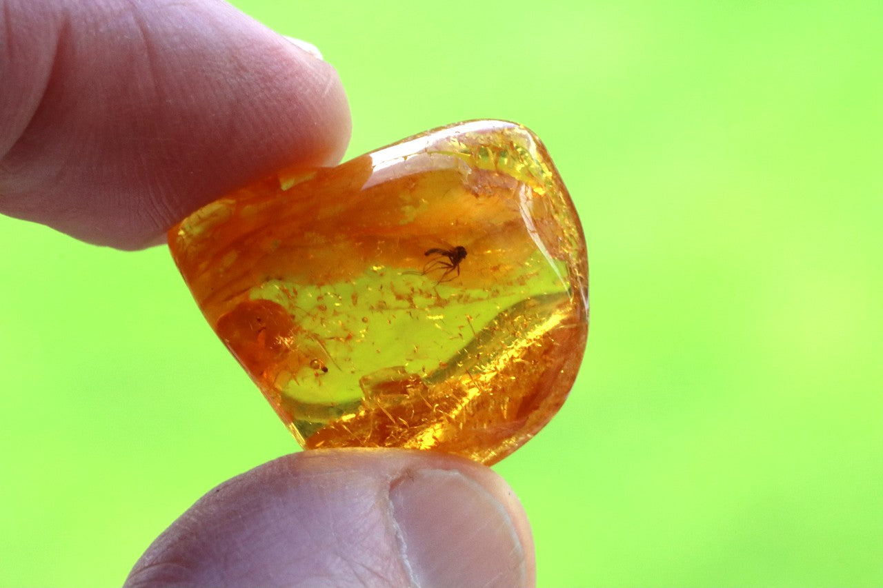Insect in Amber – 40 Million-Year-Old Baltic Amber Fossil
