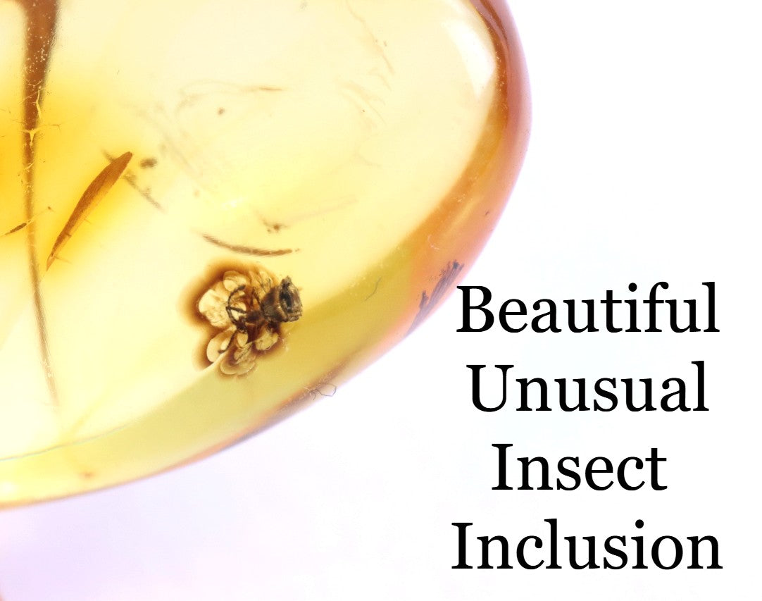 Baltic Amber Fossil with Insect Inclusion