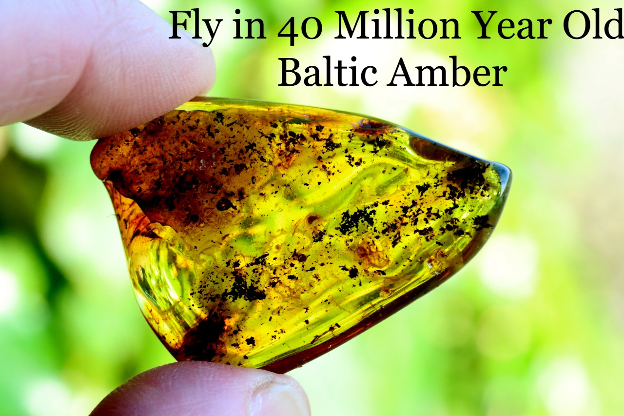 Fly in 40 Million Year Old Baltic Amber