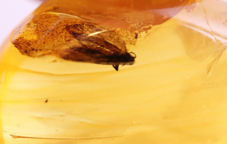 40 Million-Year-Old Baltic Amber with Insect