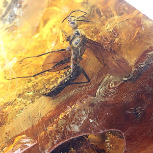 Insect encased in amber with a close-up view