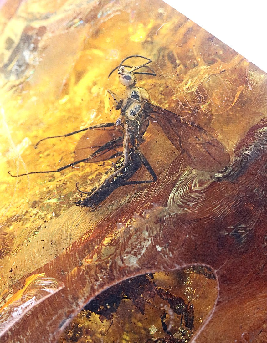 Insect encased in amber with a close-up view