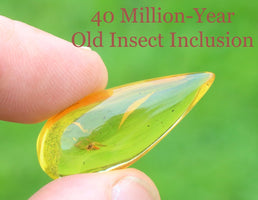 Insect inclusion held between fingers with green background