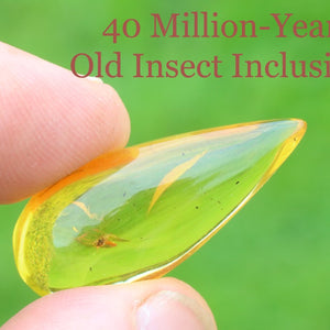 Insect inclusion held between fingers with green background