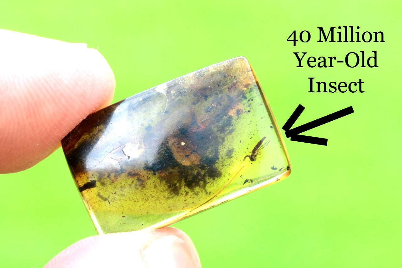 Transparent amber with embedded 40 million year-old insect on a green background