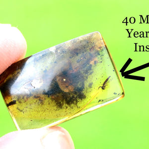 Transparent amber with embedded 40 million year-old insect on a green background