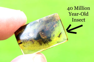 Transparent amber with embedded 40 million year-old insect on a green background
