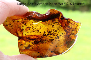 A polished piece of Baltic amber held in hand, containing two insect inclusions against an outdoor background.