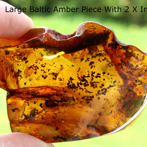 A polished piece of Baltic amber held in hand, containing two insect inclusions against an outdoor background.