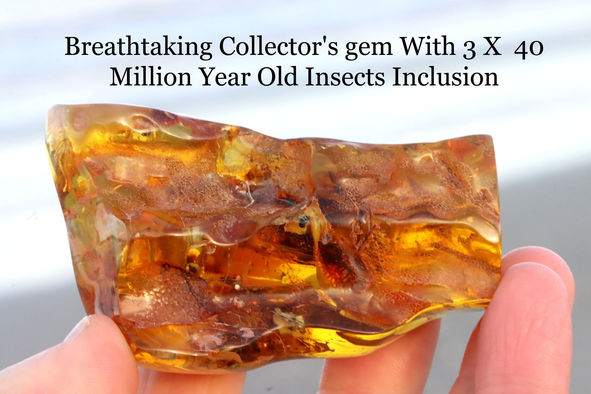 Large Collector's Gem With 3 Insect Inclusions