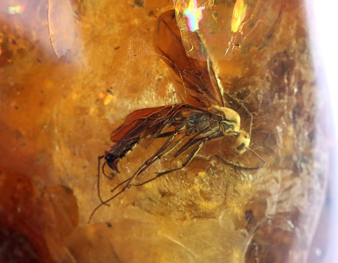Insect encased in amber