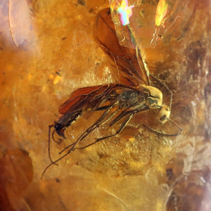 Insect encased in amber