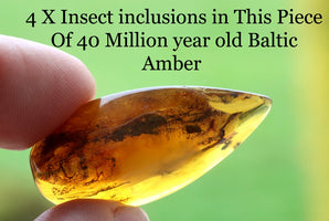 Multi Insect Inclusions Amber Gem