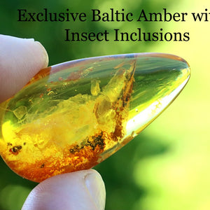 Clear Baltic Amber with insect inclusions held by a hand against a blurred green background.
