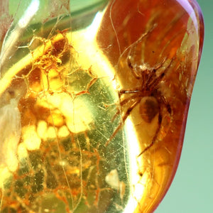 Spider encased in amber with a green background