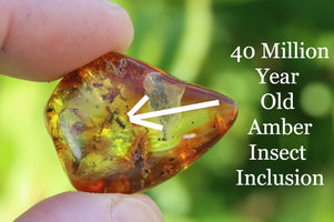A close-up image of an amber gem with trapped bug insect inclusion, held in a person's hand.