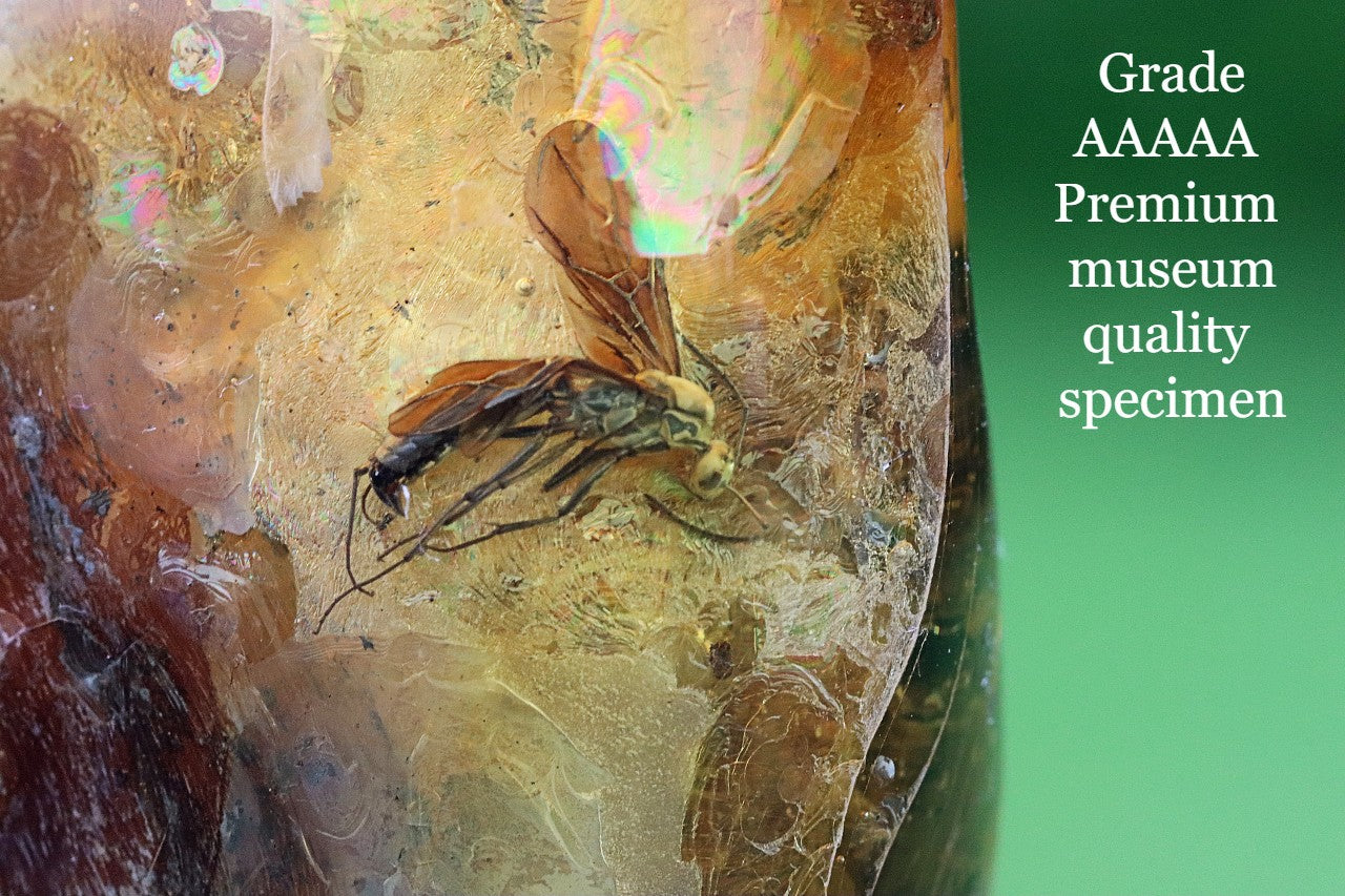 Fossilized insect encased in amber with 'Grade AAAAA Premium museum quality specimen' text on a green background.