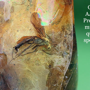 Fossilized insect encased in amber with 'Grade AAAAA Premium museum quality specimen' text on a green background.