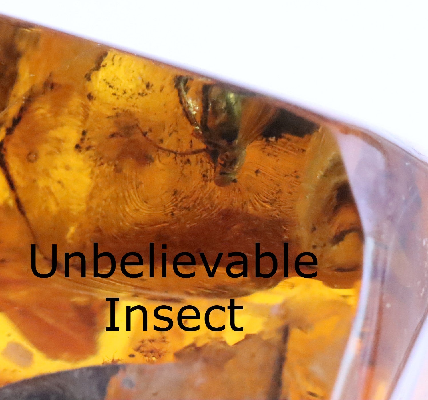 Large Collector's Gem With 3 Insect Inclusions