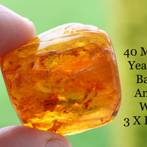 Trapped Insects in Baltic Amber