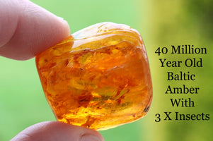 Trapped Insects in Baltic Amber