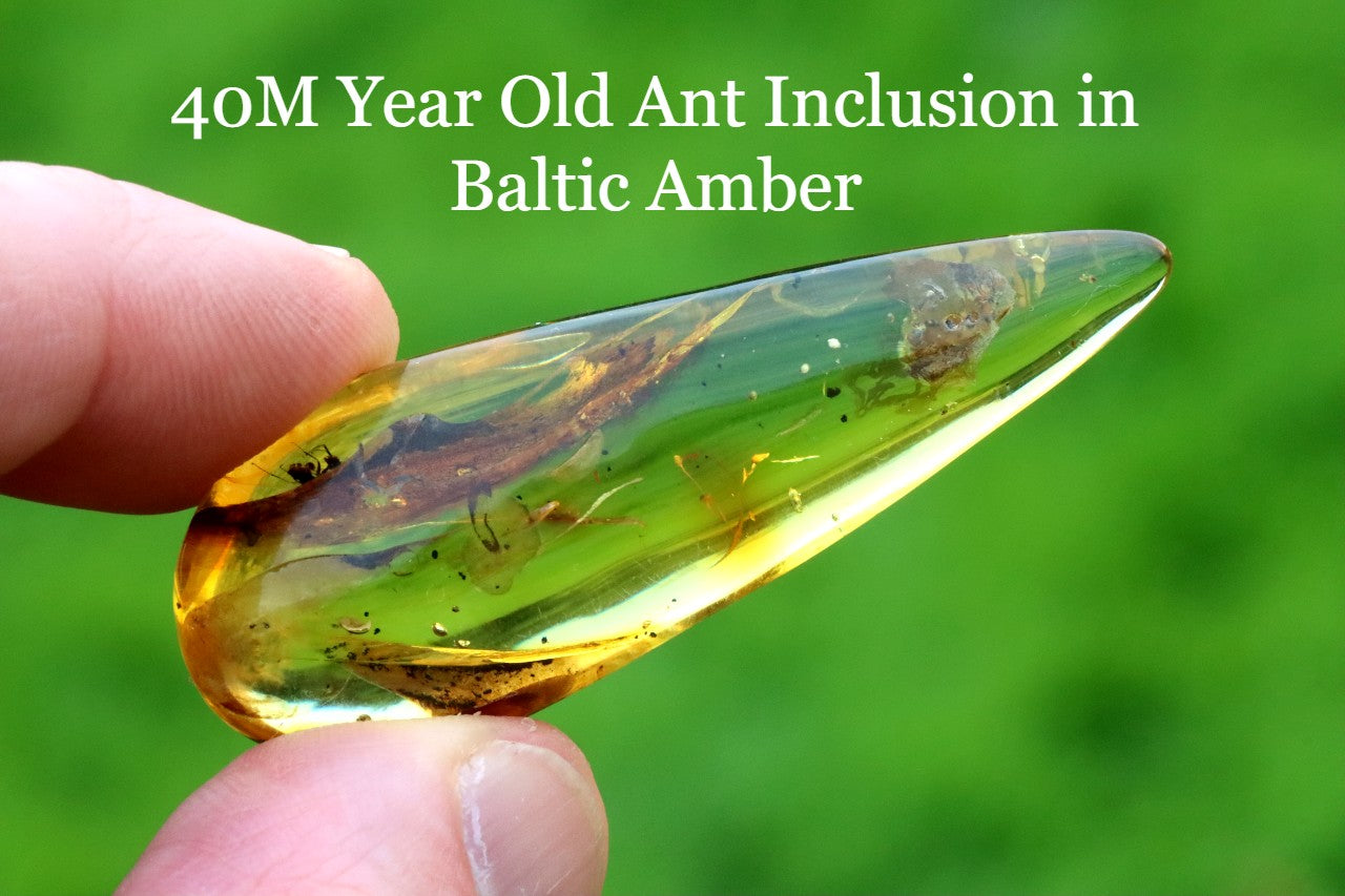 40M Year Old Ant Inclusion in Baltic Amber