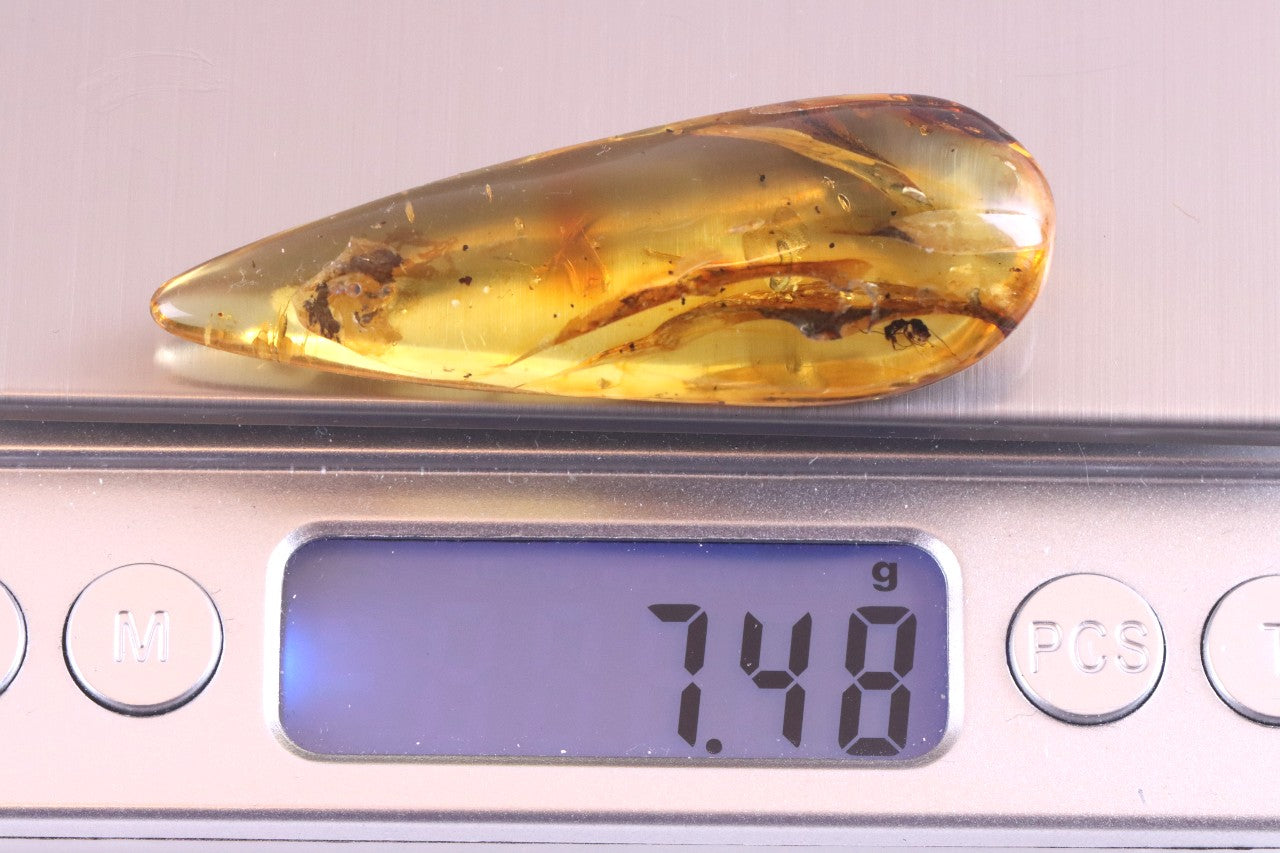 40M Year Old Ant Inclusion in Baltic Amber