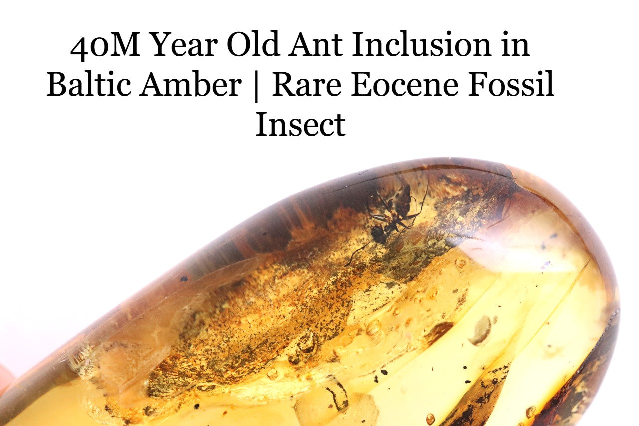 40M Year Old Ant Inclusion in Baltic Amber