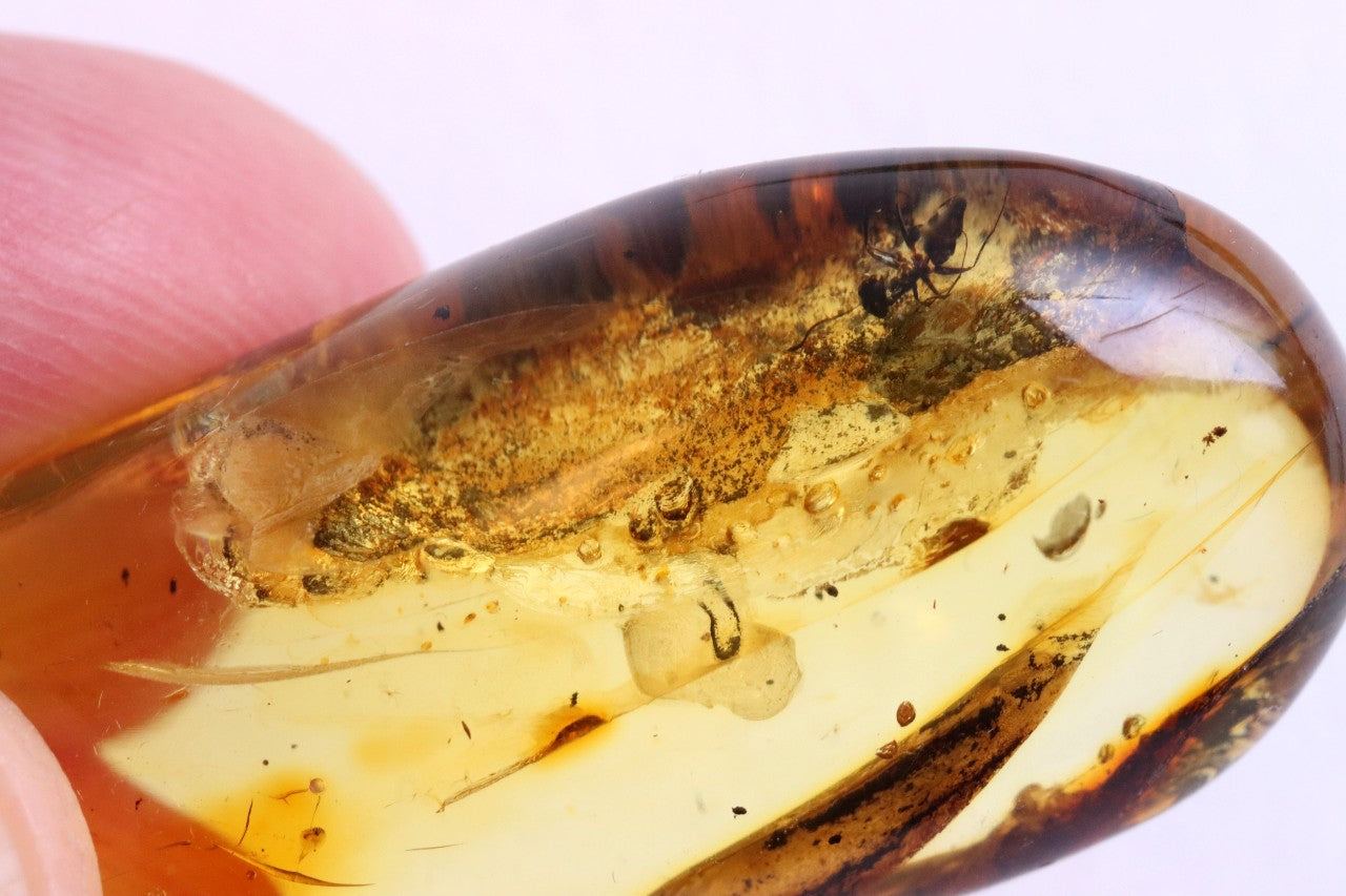 40M Year Old Ant Inclusion in Baltic Amber