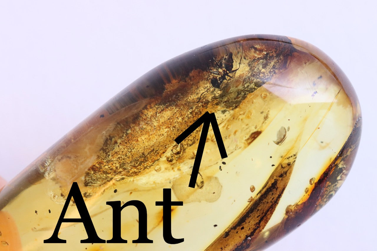 40M Year Old Ant Inclusion in Baltic Amber