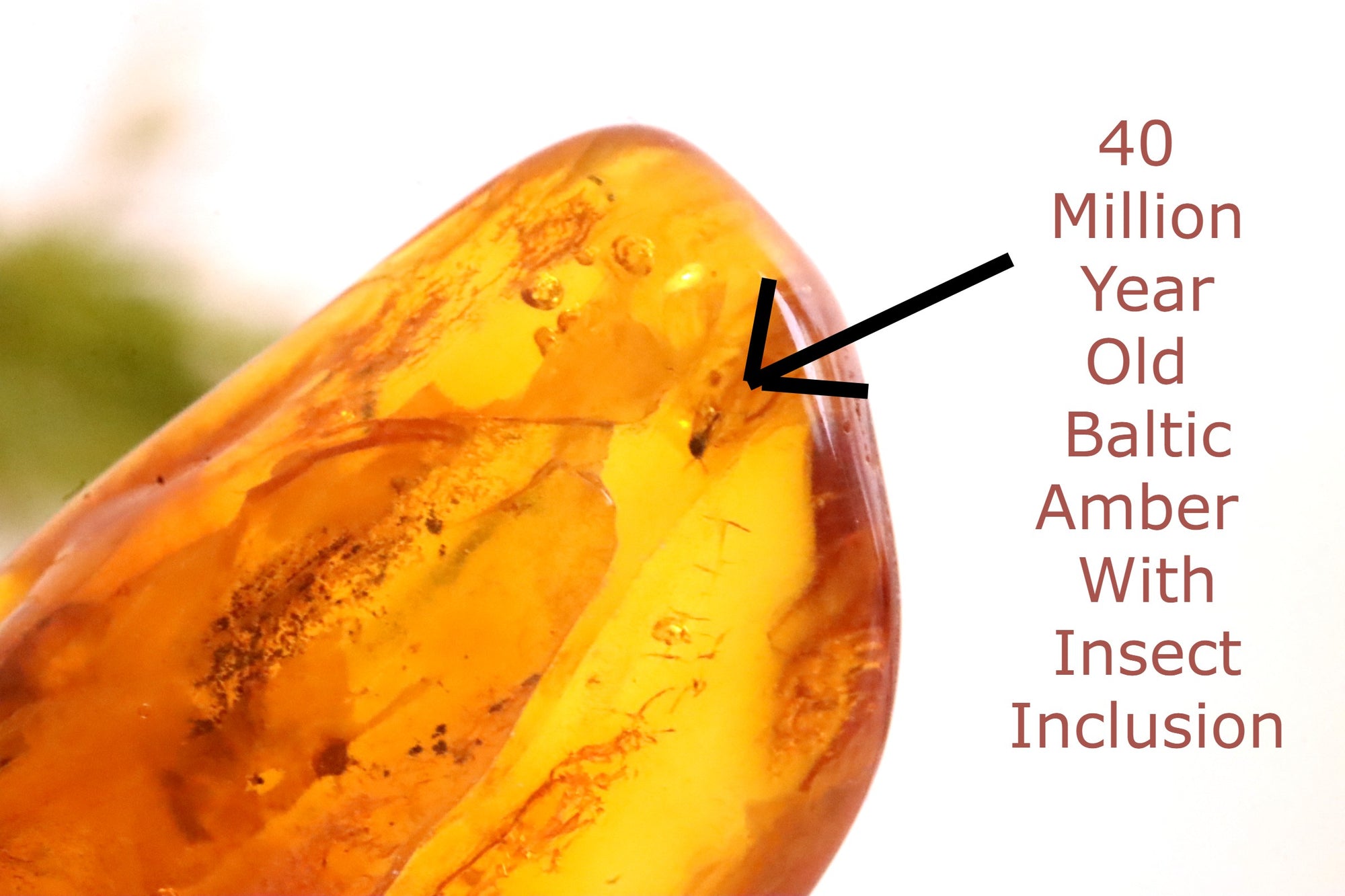 Insect In 40 million year old Baltic Amber !