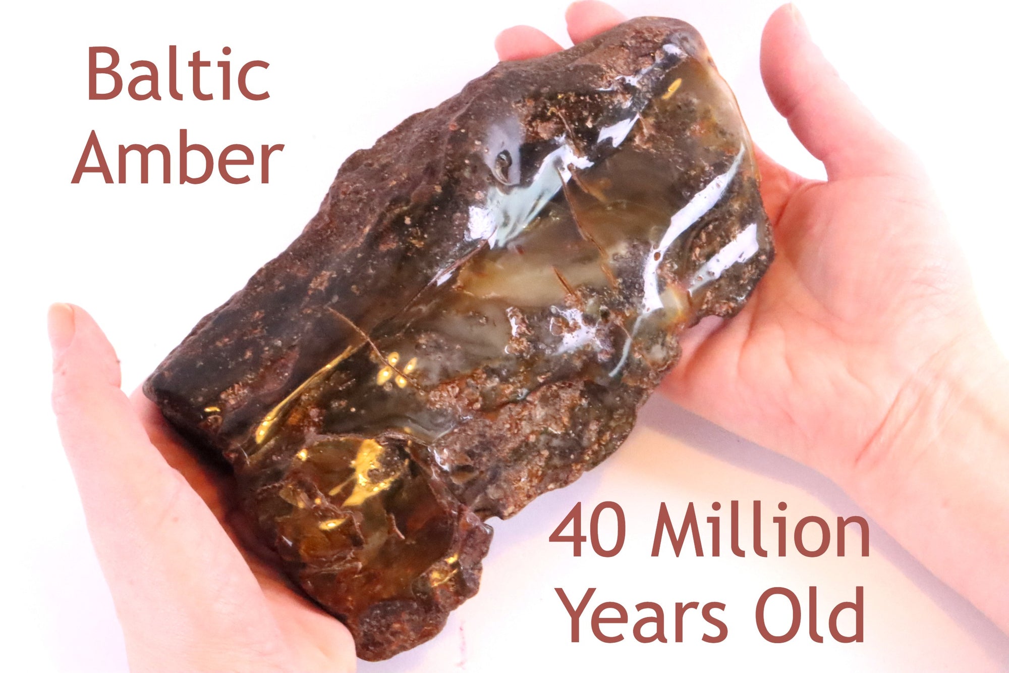 Unbelievable Large 503g Baltic Amber Collector's Gem