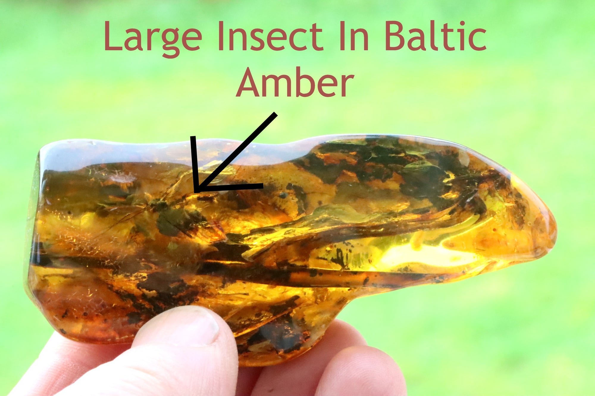 Large 55g Baltic Amber Gemstone With Inclusions