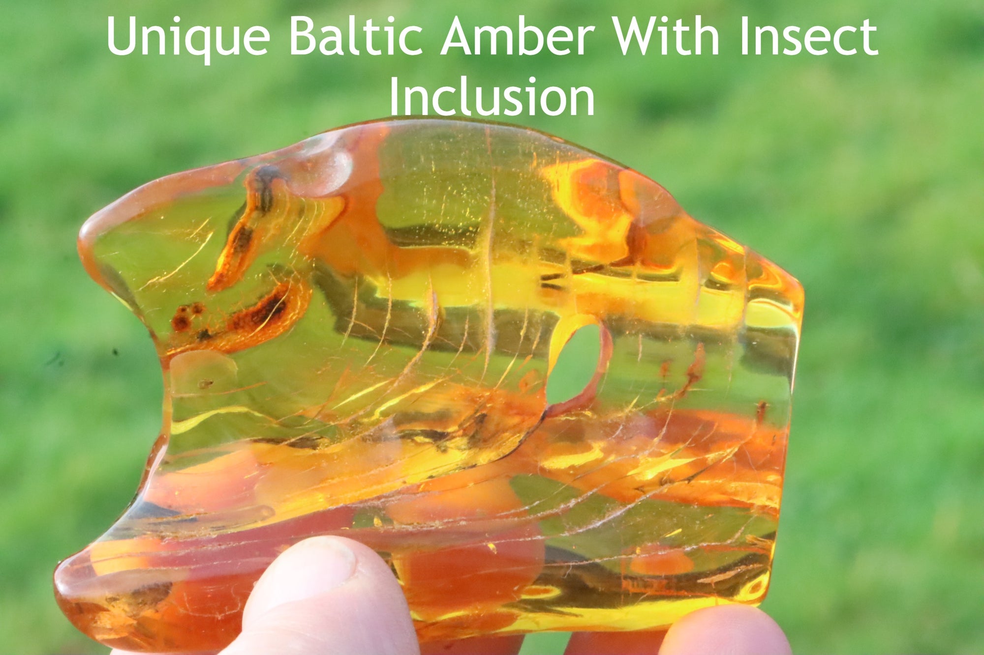 Clear Baltic Amber Gem with Insect Inclusion