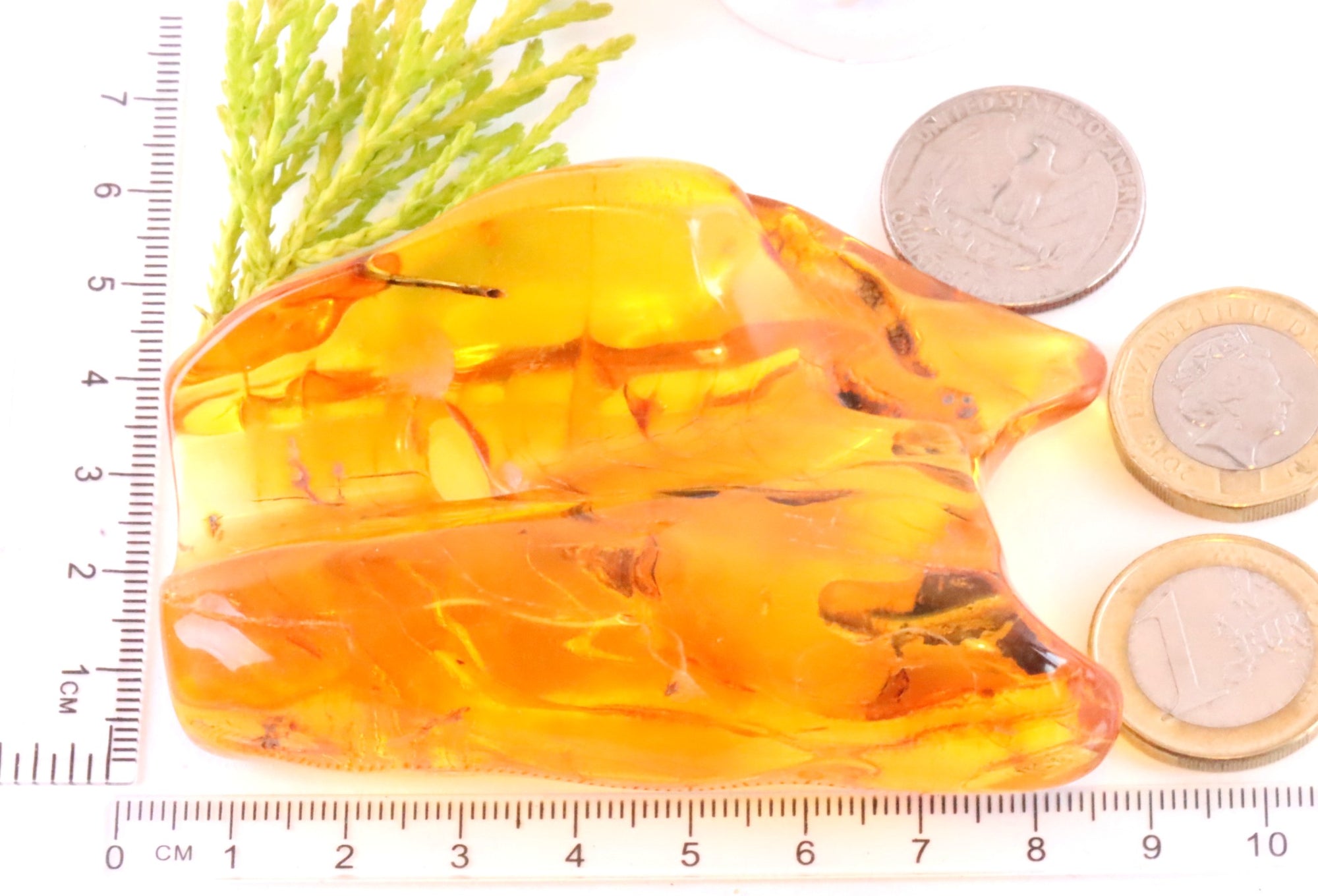 Clear 40 Million year Old Baltic Amber Museum Collector's gem with Insect Inclusion