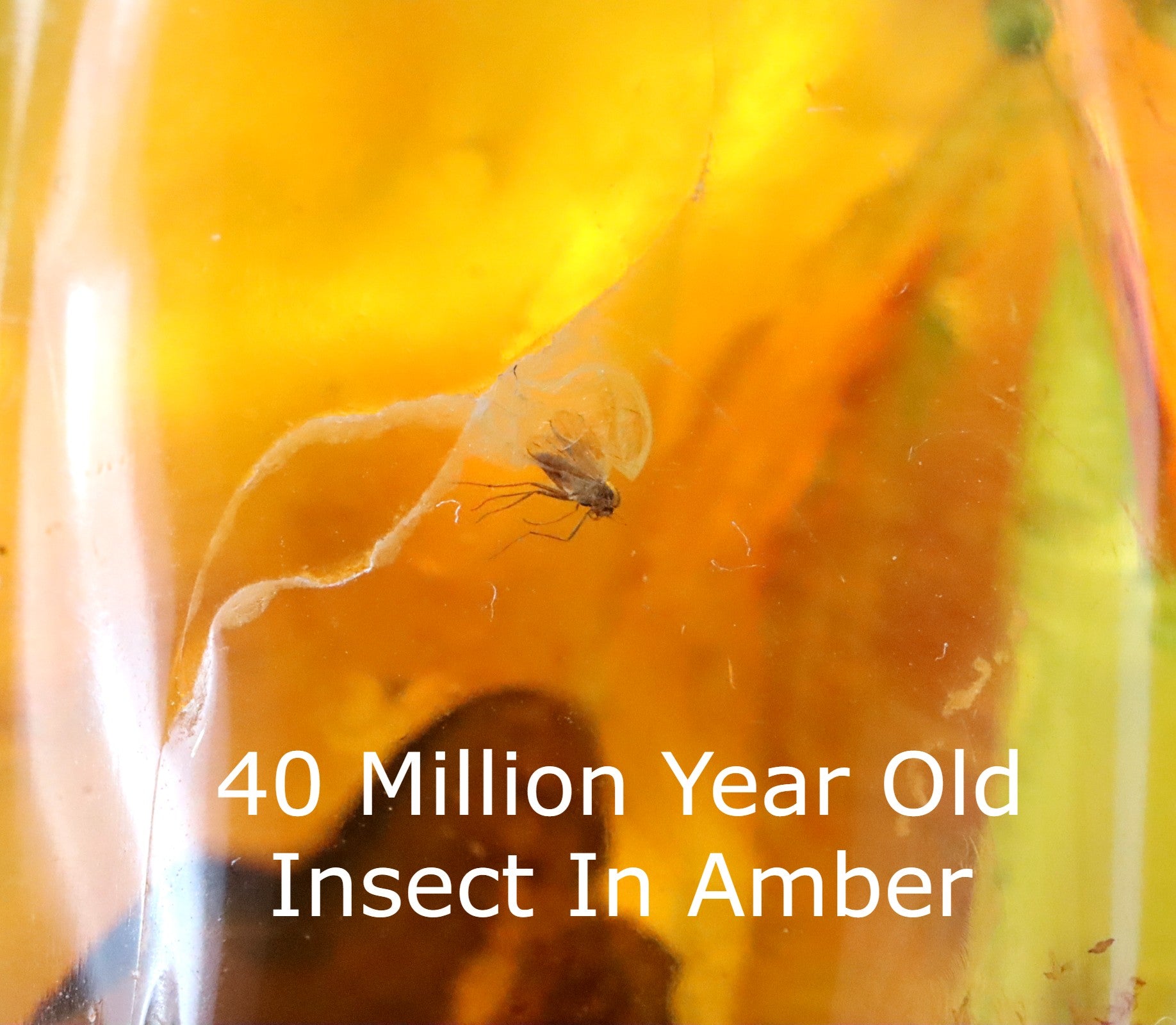 Clear Baltic Amber Gem with Insect Inclusion