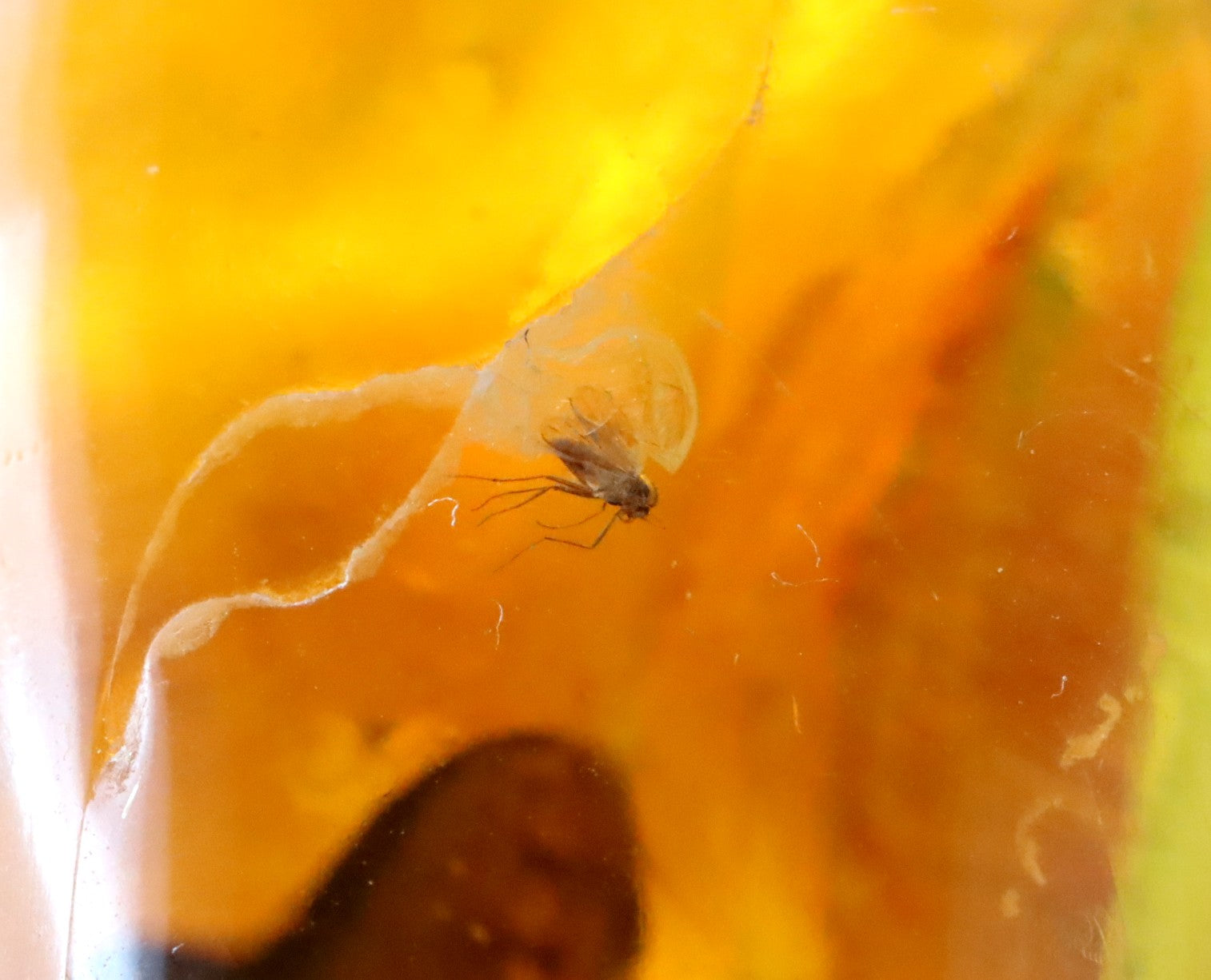 Clear Baltic Amber Gem with Insect Inclusion